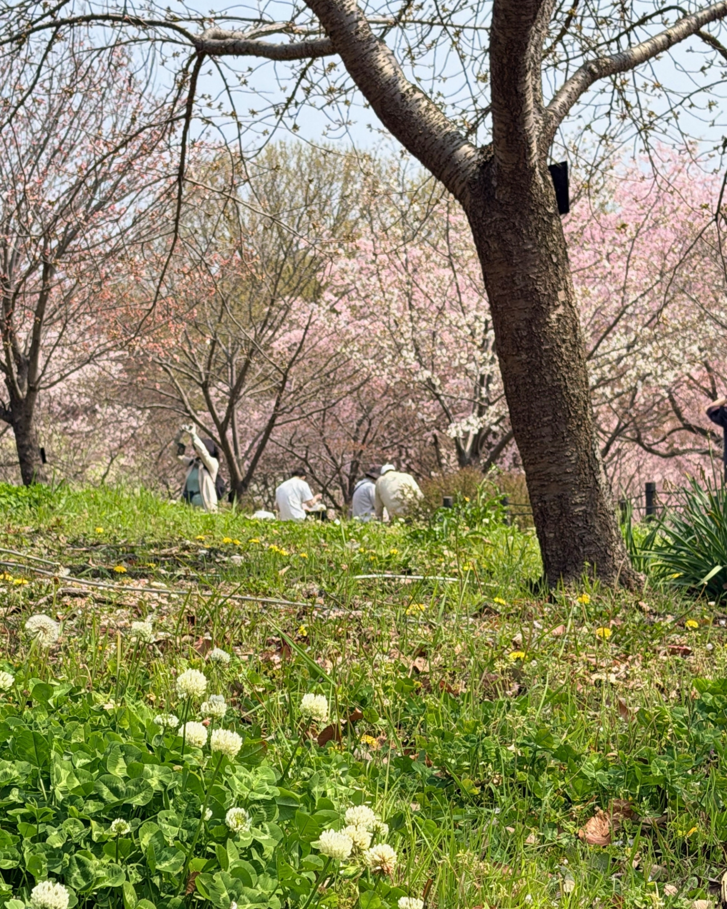 東山動植物園 桜の品種名札
