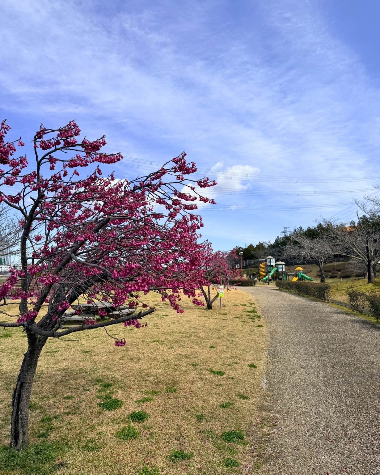 細口公園 鈴なりの寒緋桜が見頃でした