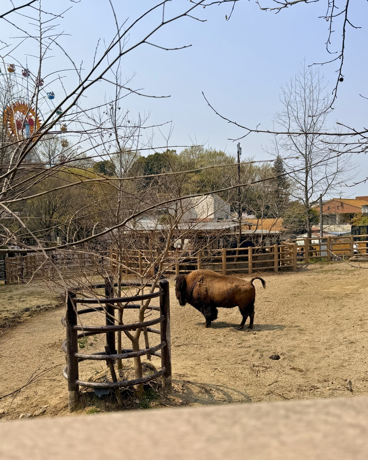 東山動植物園 キリン