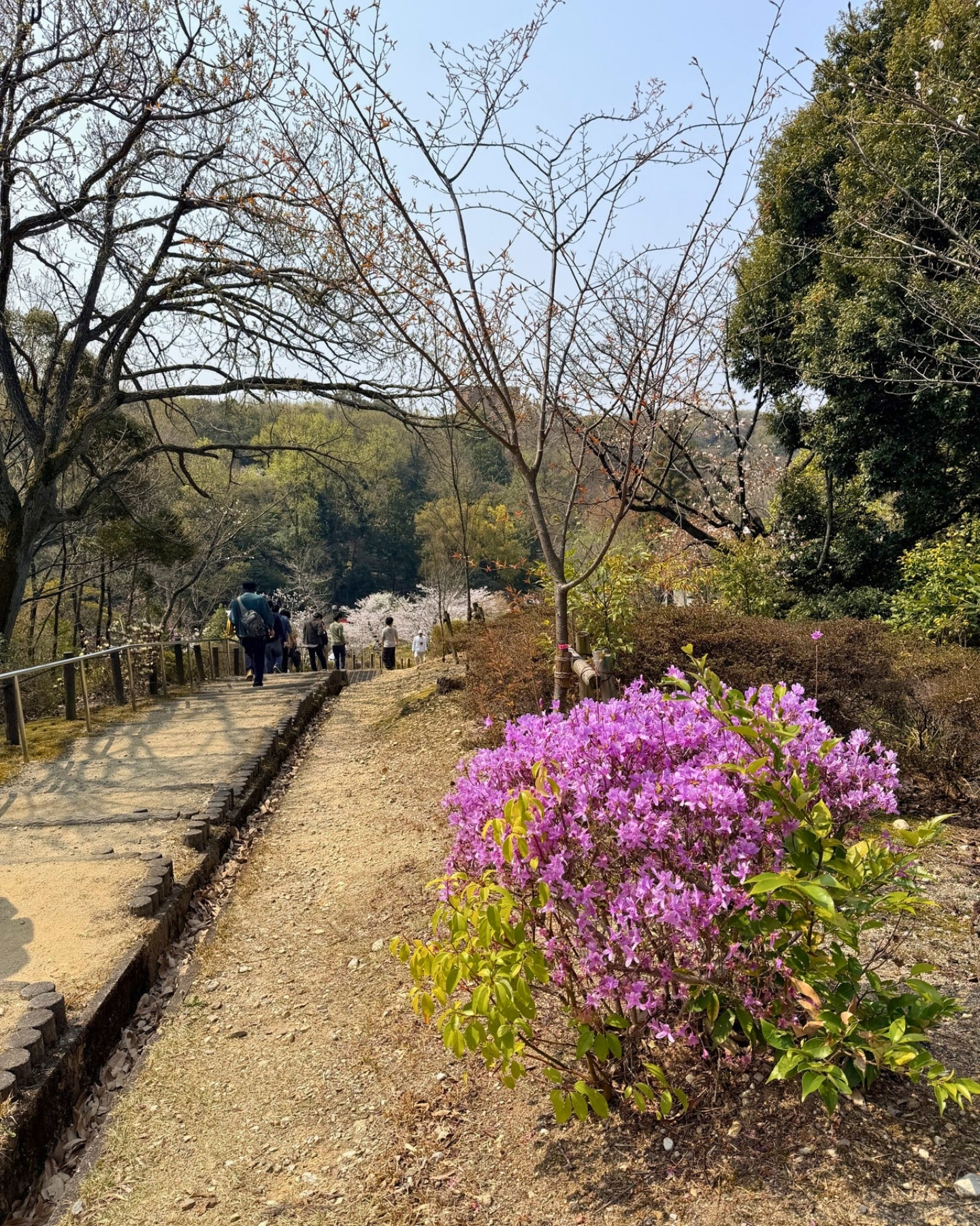 東山動植物園 つつじの看板と階段