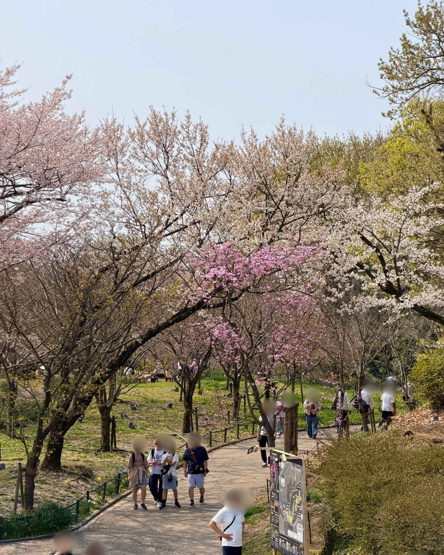 東山動植物園 桜の回廊の通路