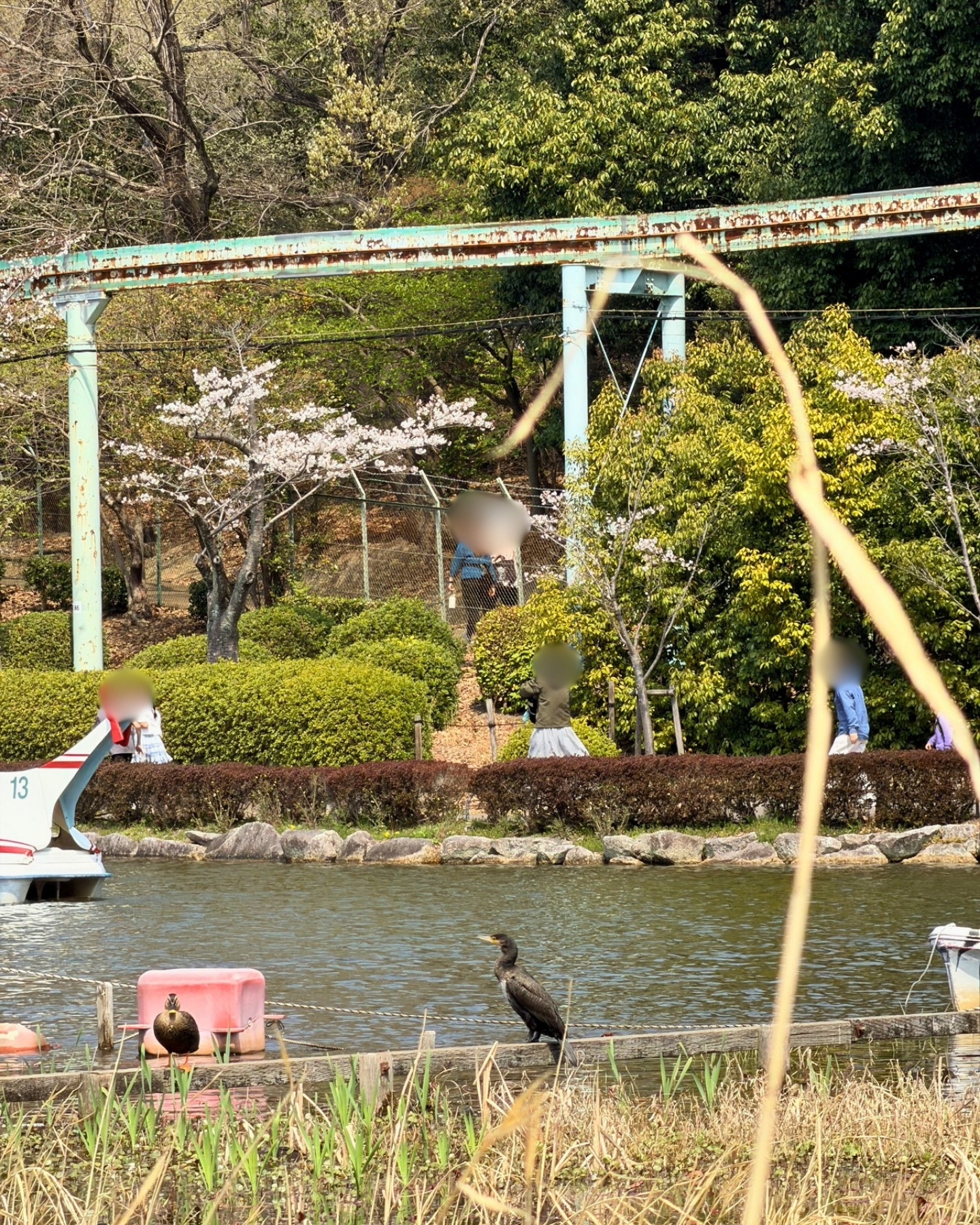 東山動植物園 上池とスカイタワー