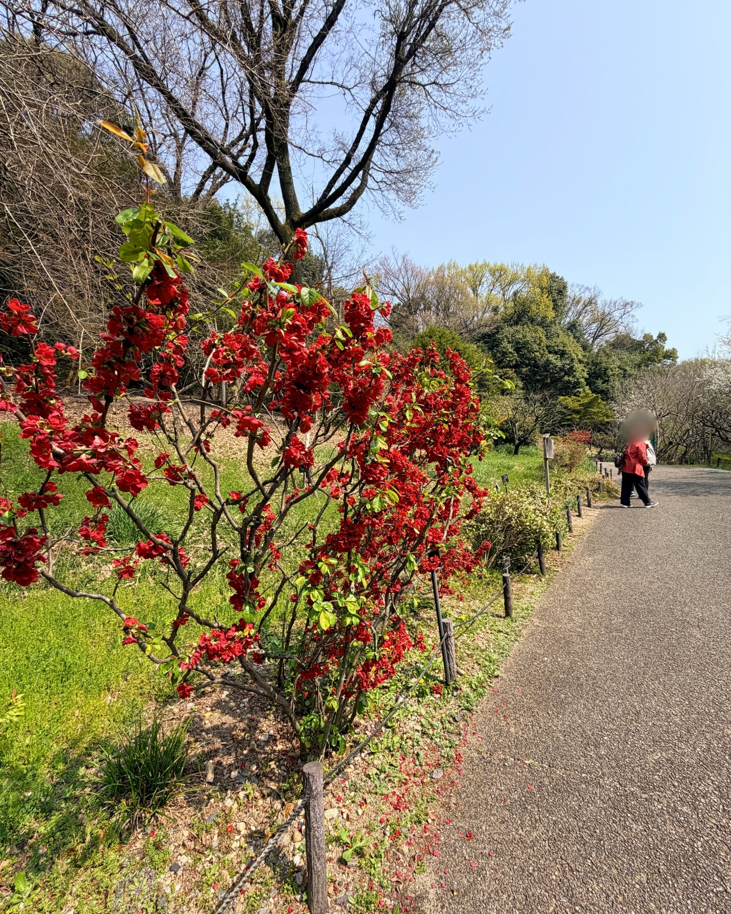東山動植物園 ボケの花
