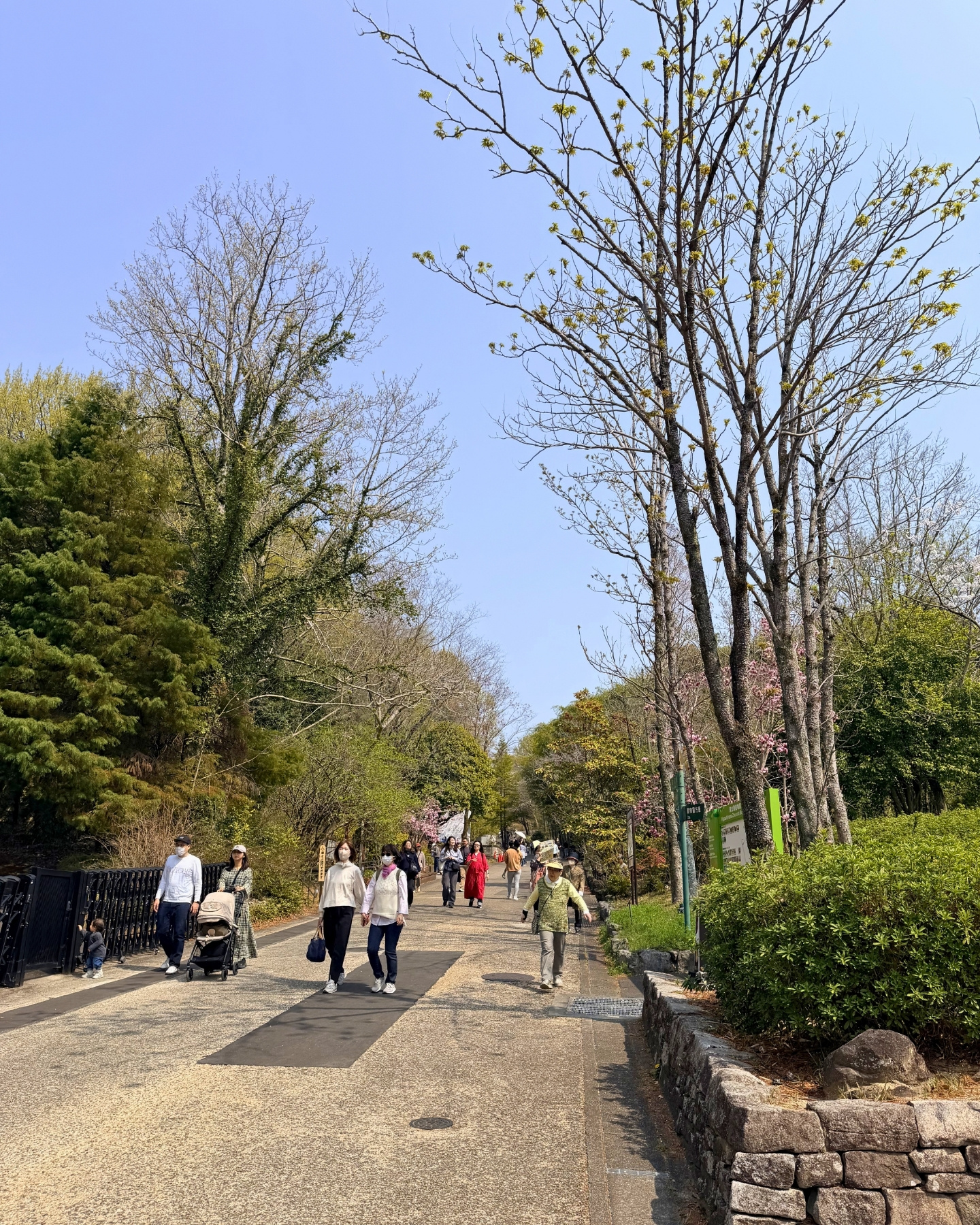 東山動植物園 階段沿いのツツジ