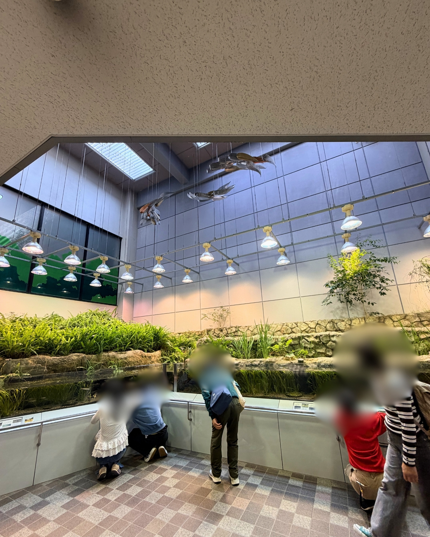 東山動植物園 ミヤコタナゴ