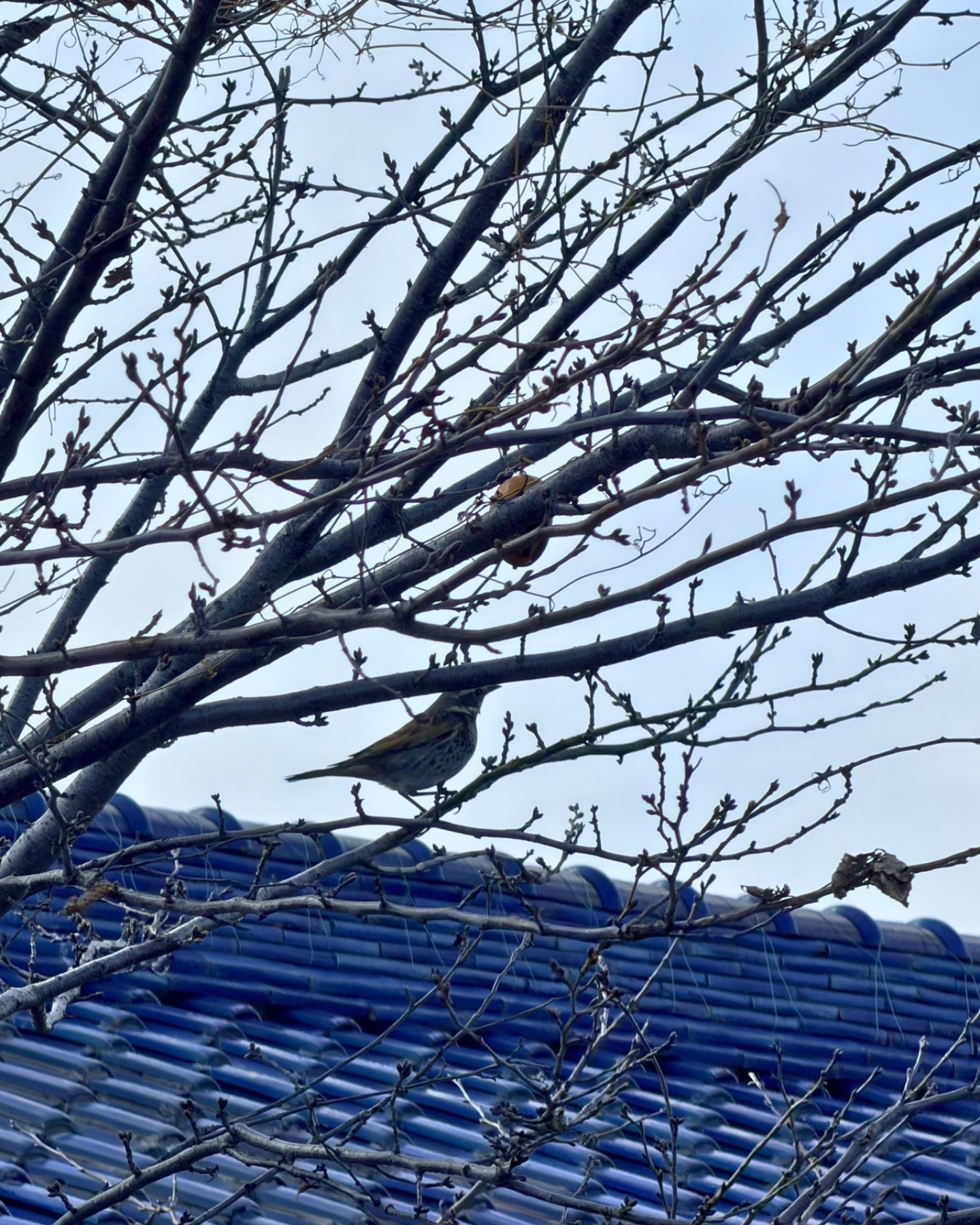 細口公園 池の周囲から寄り道して