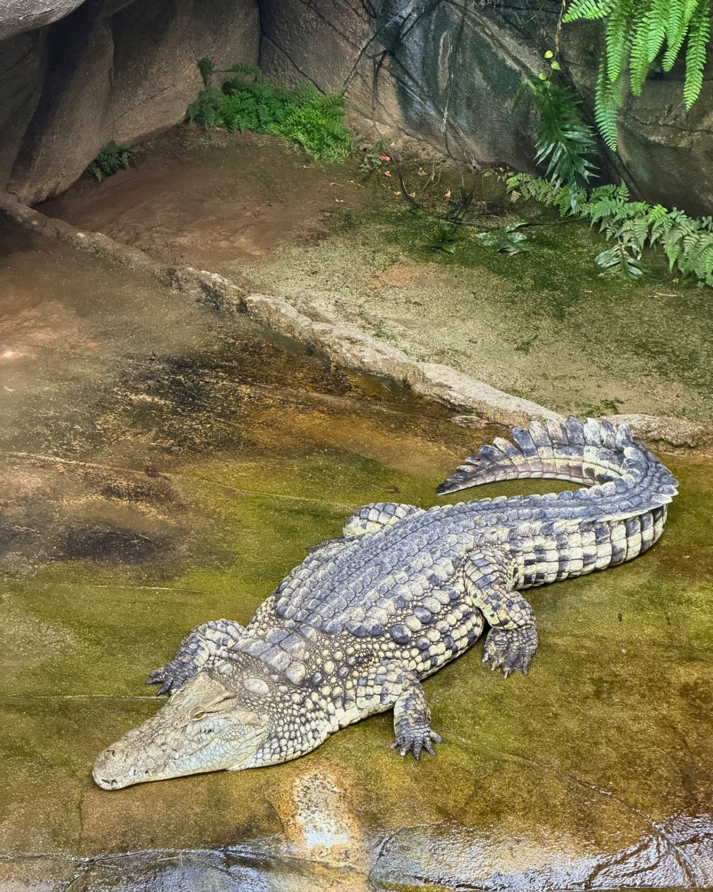 東山動植物園 ナイルワニ