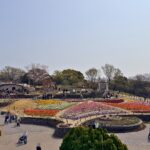 東山動植物園のお花畑に咲き誇るチューリップ