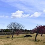 細口公園 春の梅と寒緋桜 愛知県みよし市