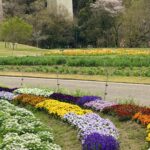 鞍ヶ池公園の四季の古里に咲く色とりどりの花畑