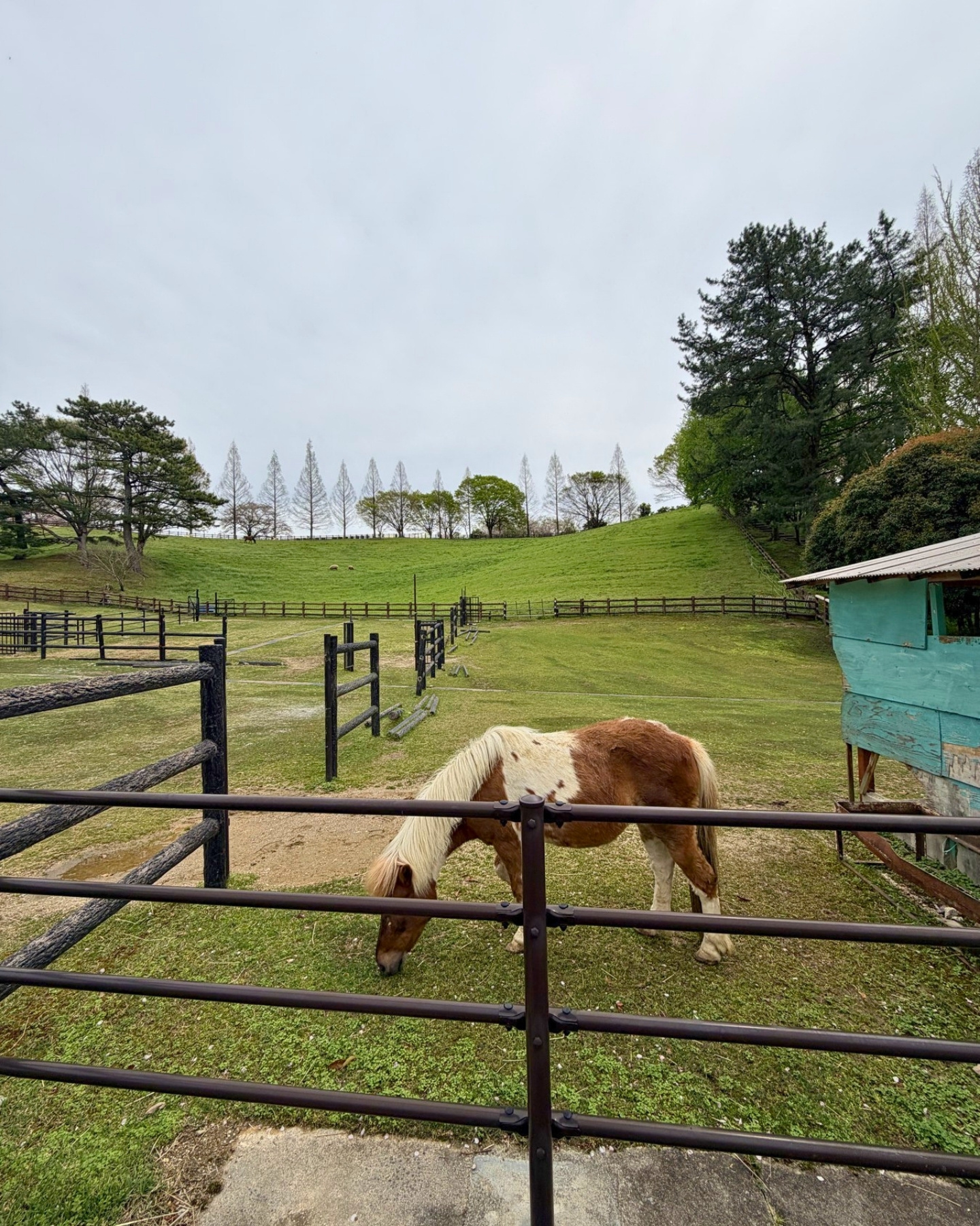 鞍ヶ池公園の観光牧場の動物