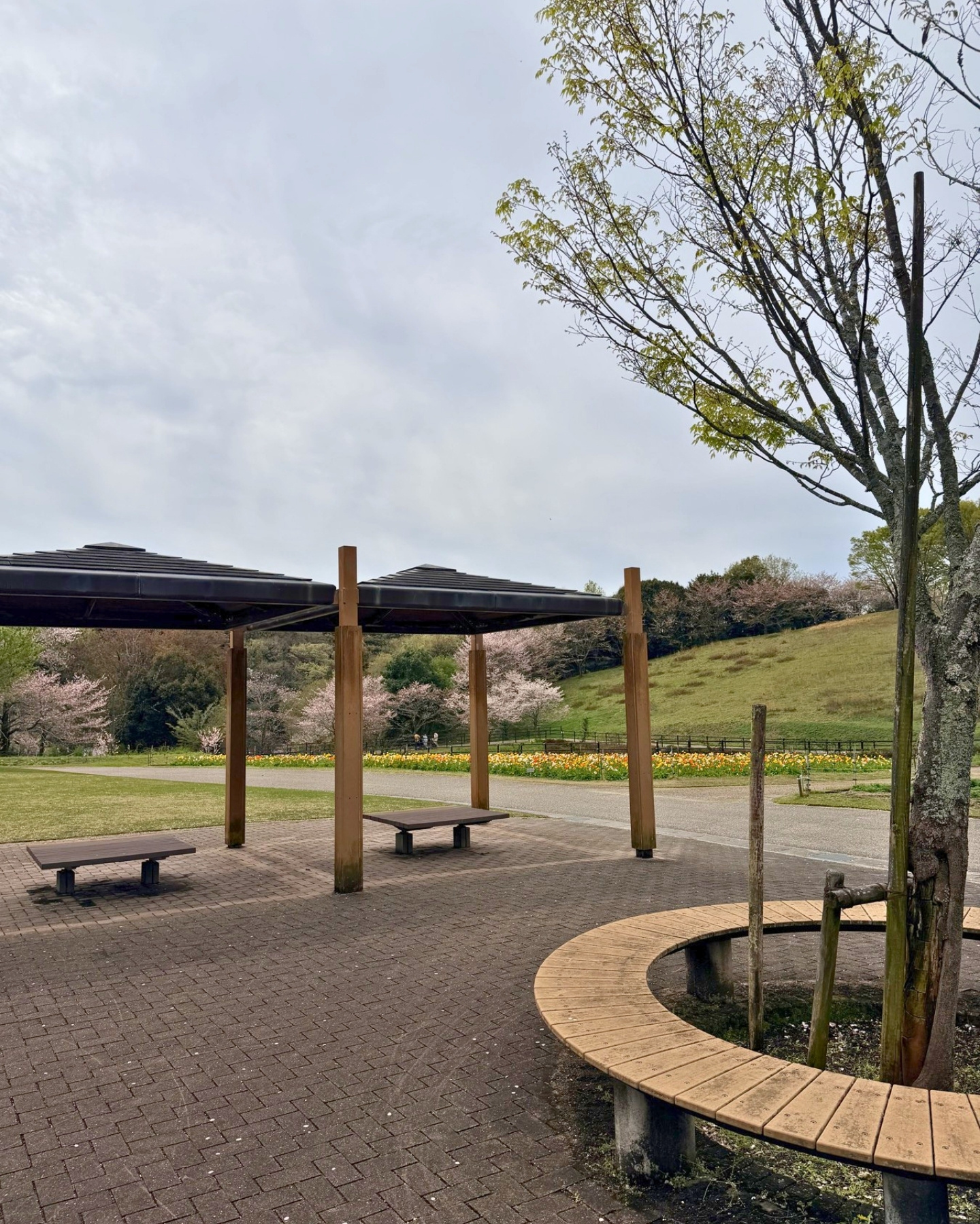 鞍ヶ池公園の桜並木