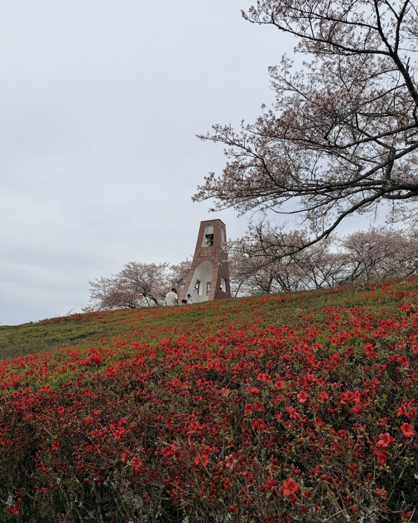 鞍ヶ池公園のヤマツツジ