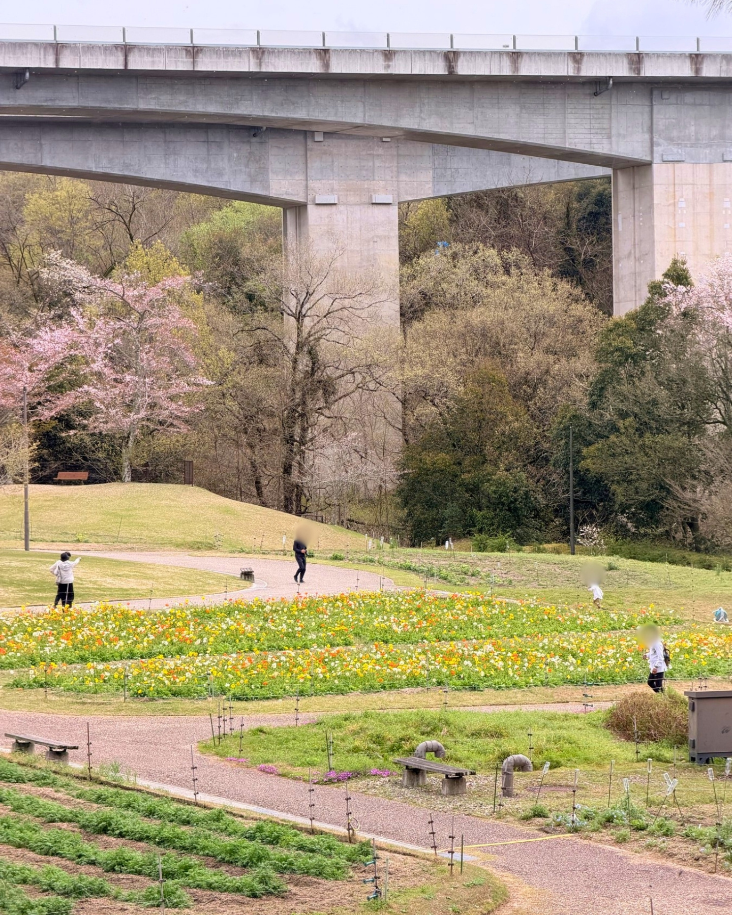 鞍ヶ池公園の四季の古里の花畑
