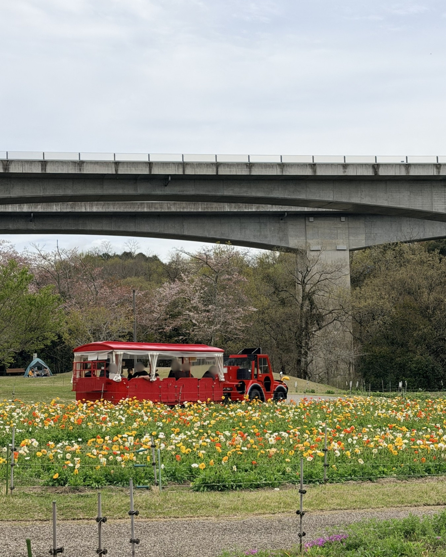 鞍ヶ池公園の花畑を走るパークトレイン