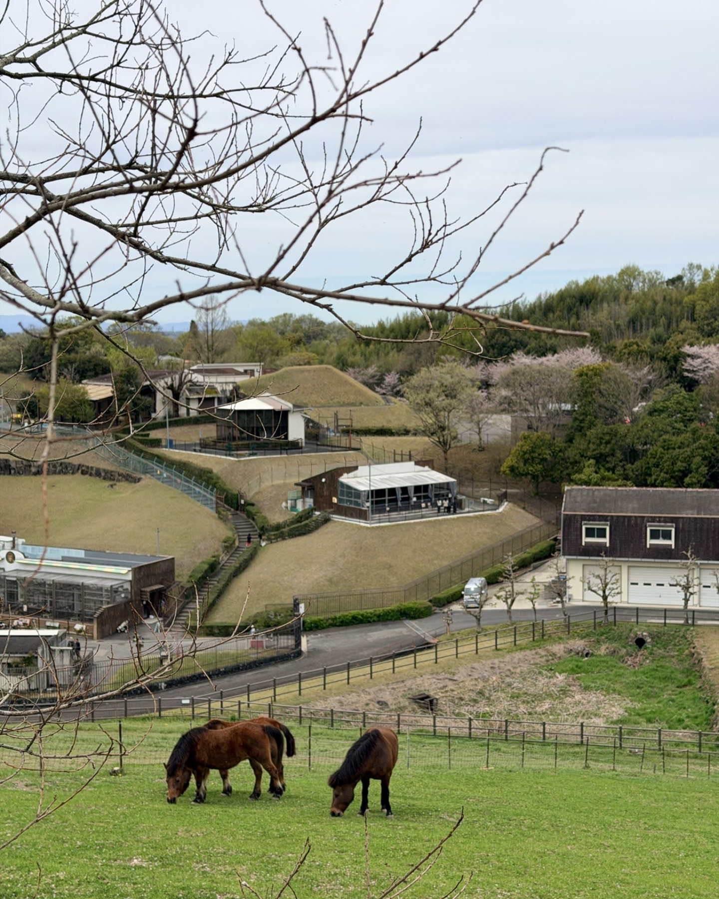 鞍ヶ池公園の観光牧場の動物たち
