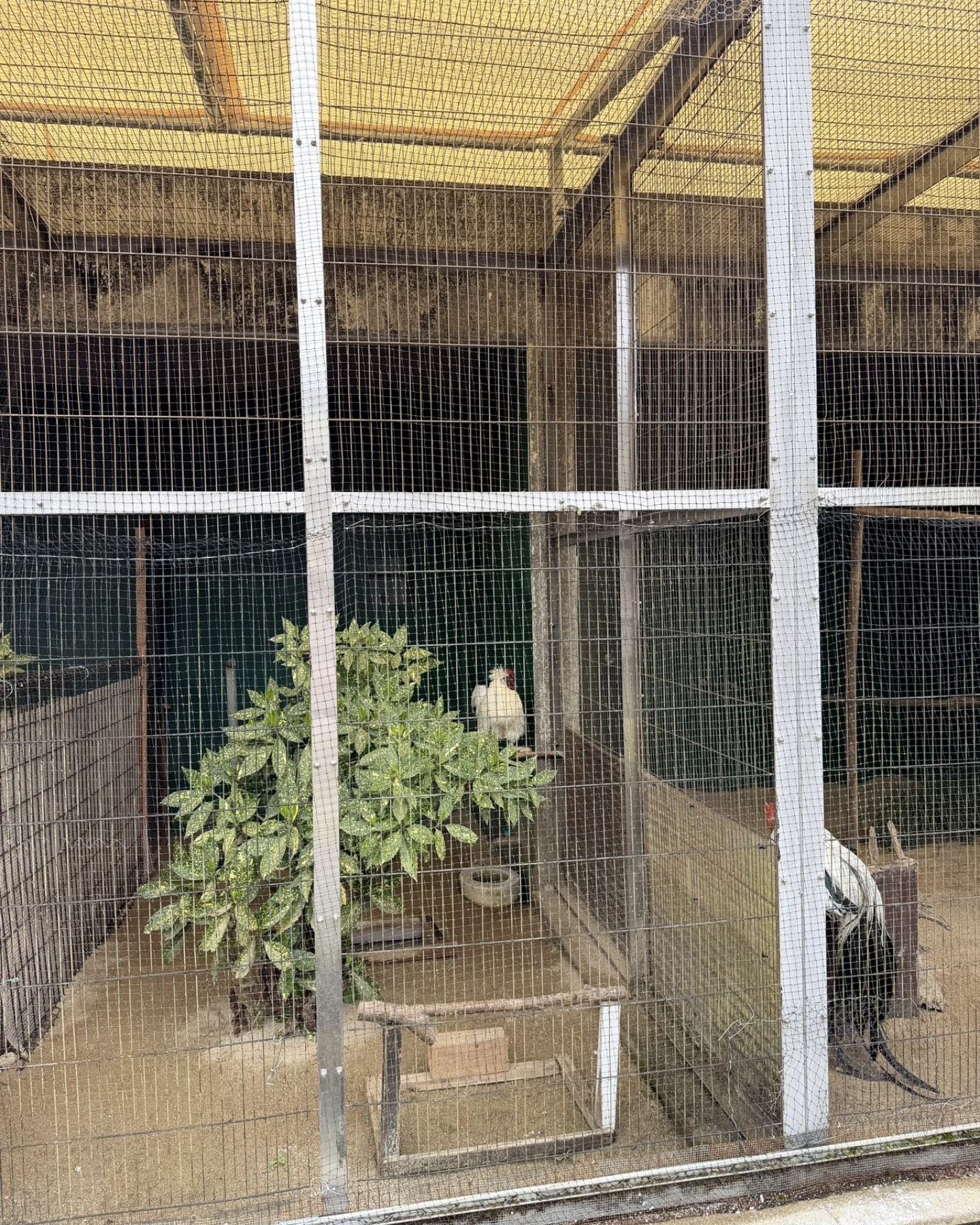 鞍ヶ池公園の動物園の鳥たち