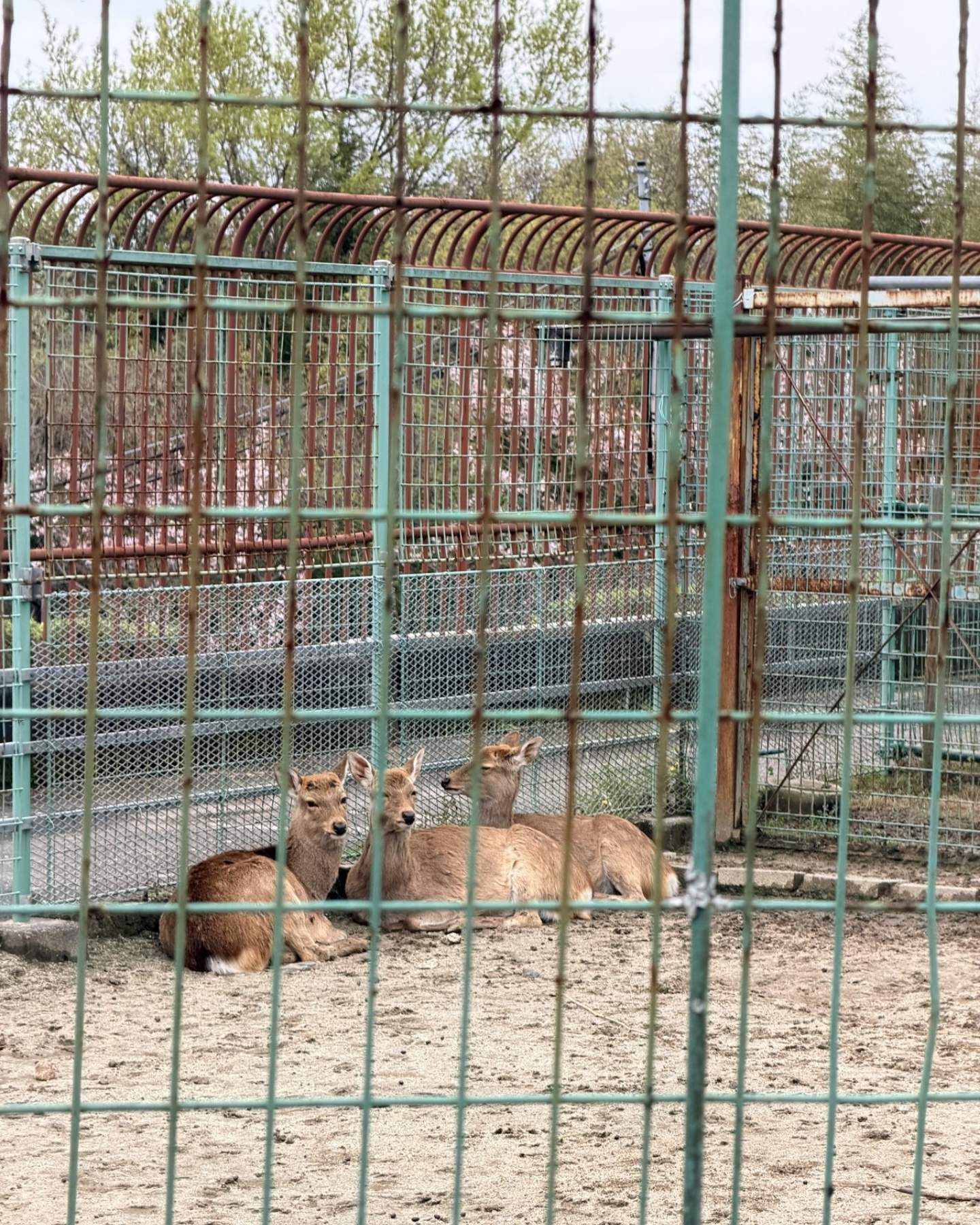 鞍ヶ池公園の動物園の動物
