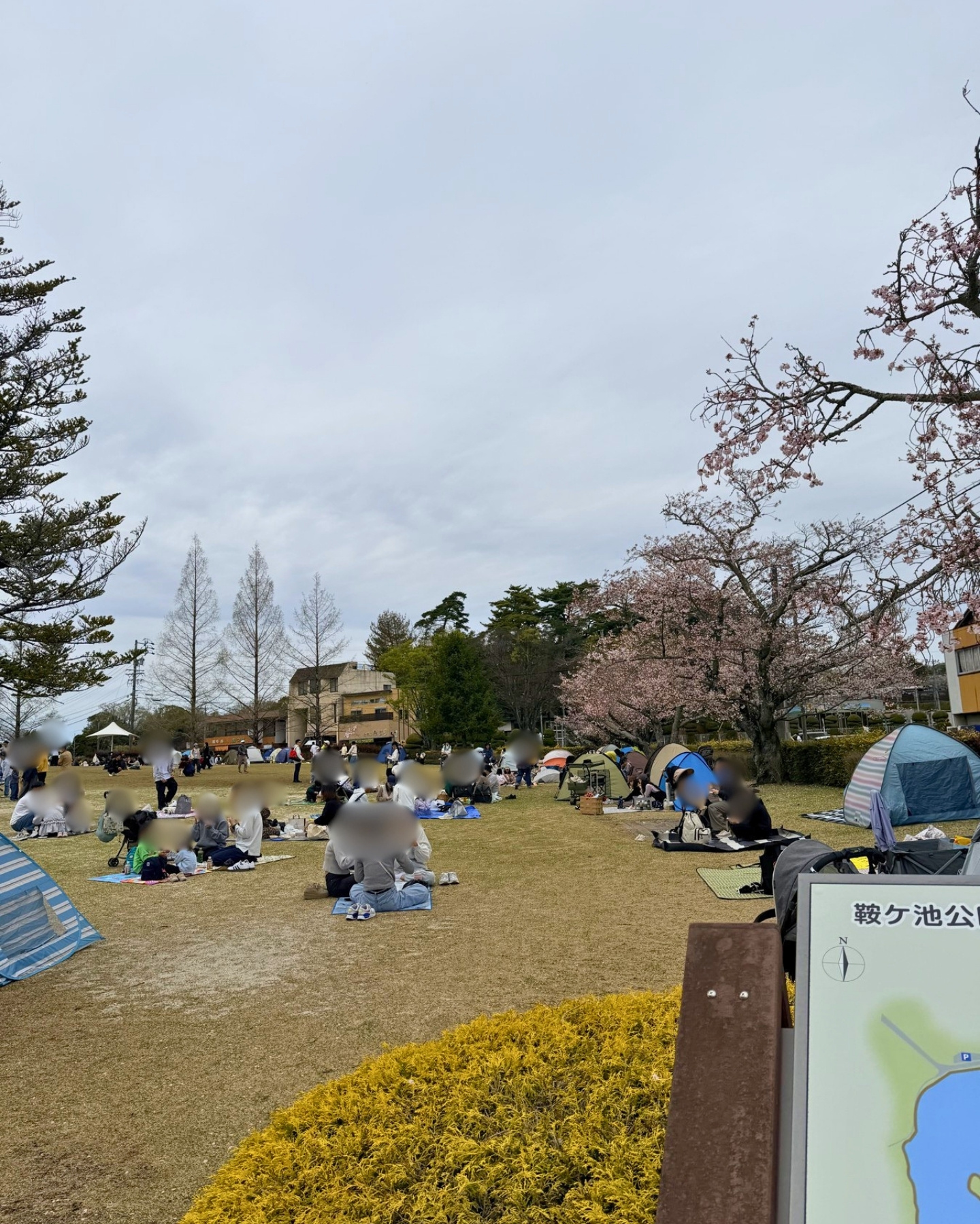 鞍ヶ池公園の交流エリアの芝生