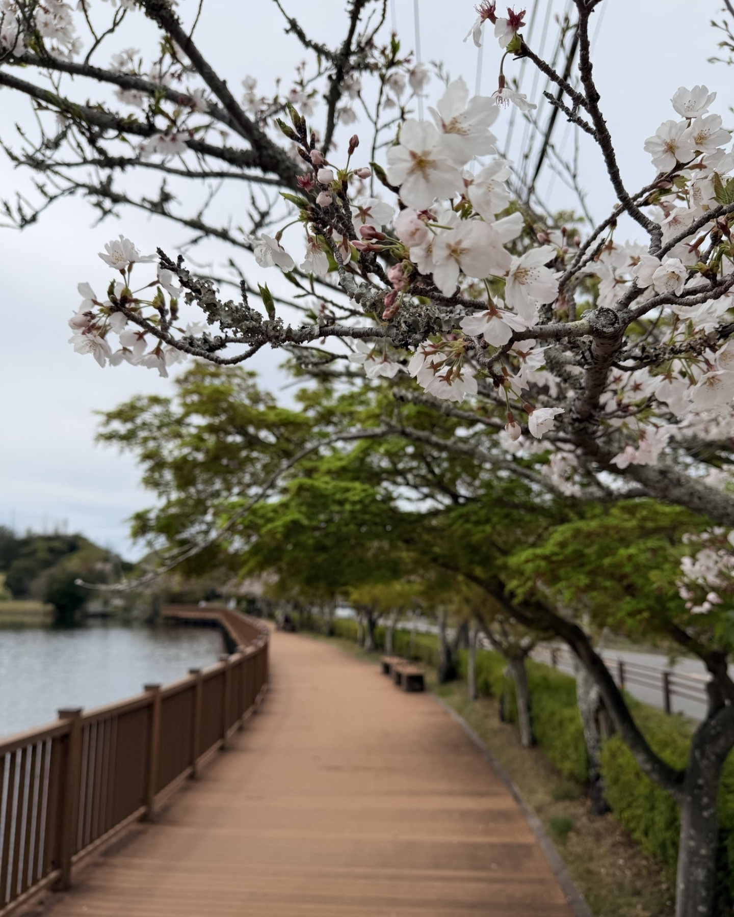 鞍ヶ池公園の池沿いのウッドデッキ