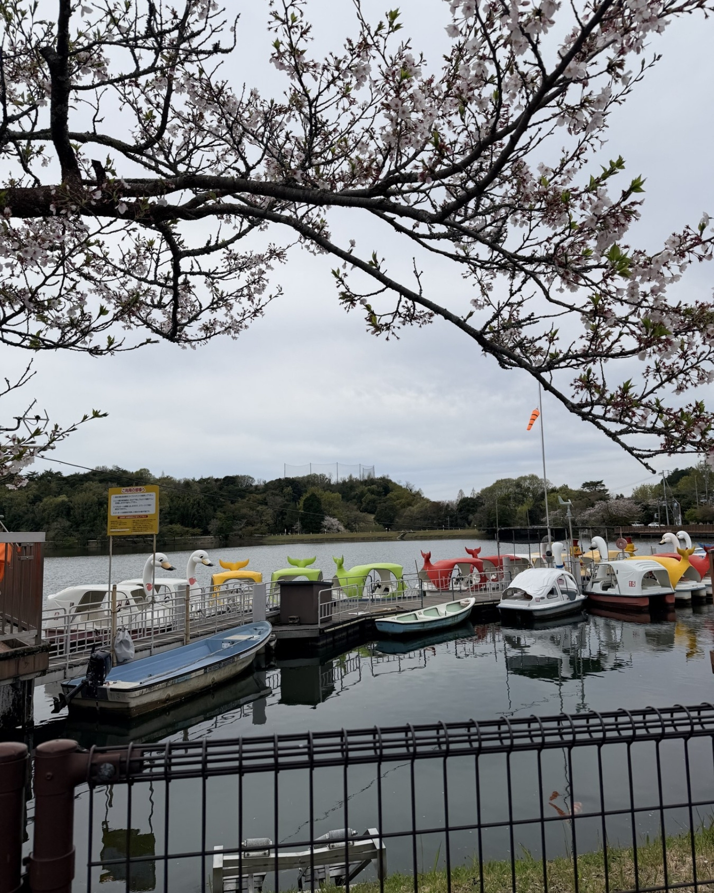 鞍ヶ池公園の桜と鞍ヶ池の眺め