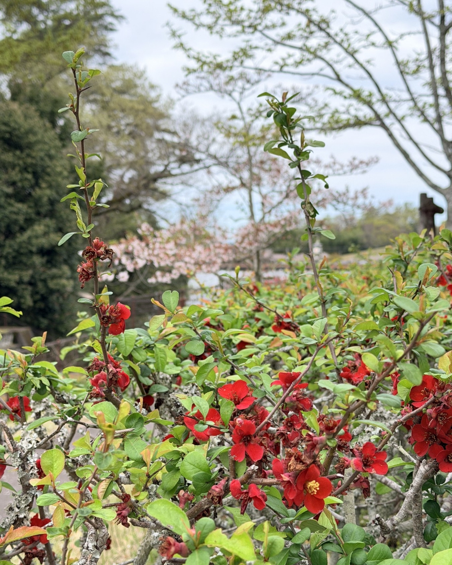 鞍ヶ池公園の池を背景にした八重桜
