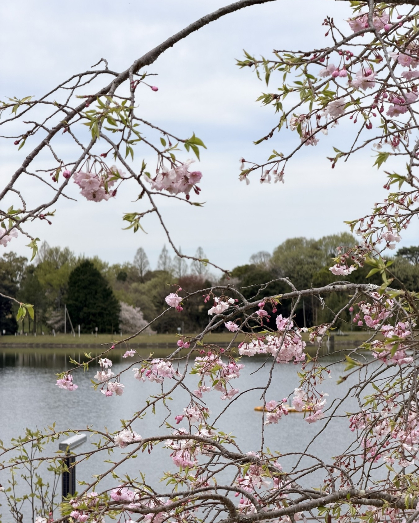 鞍ヶ池公園の池のほとりの八重桜