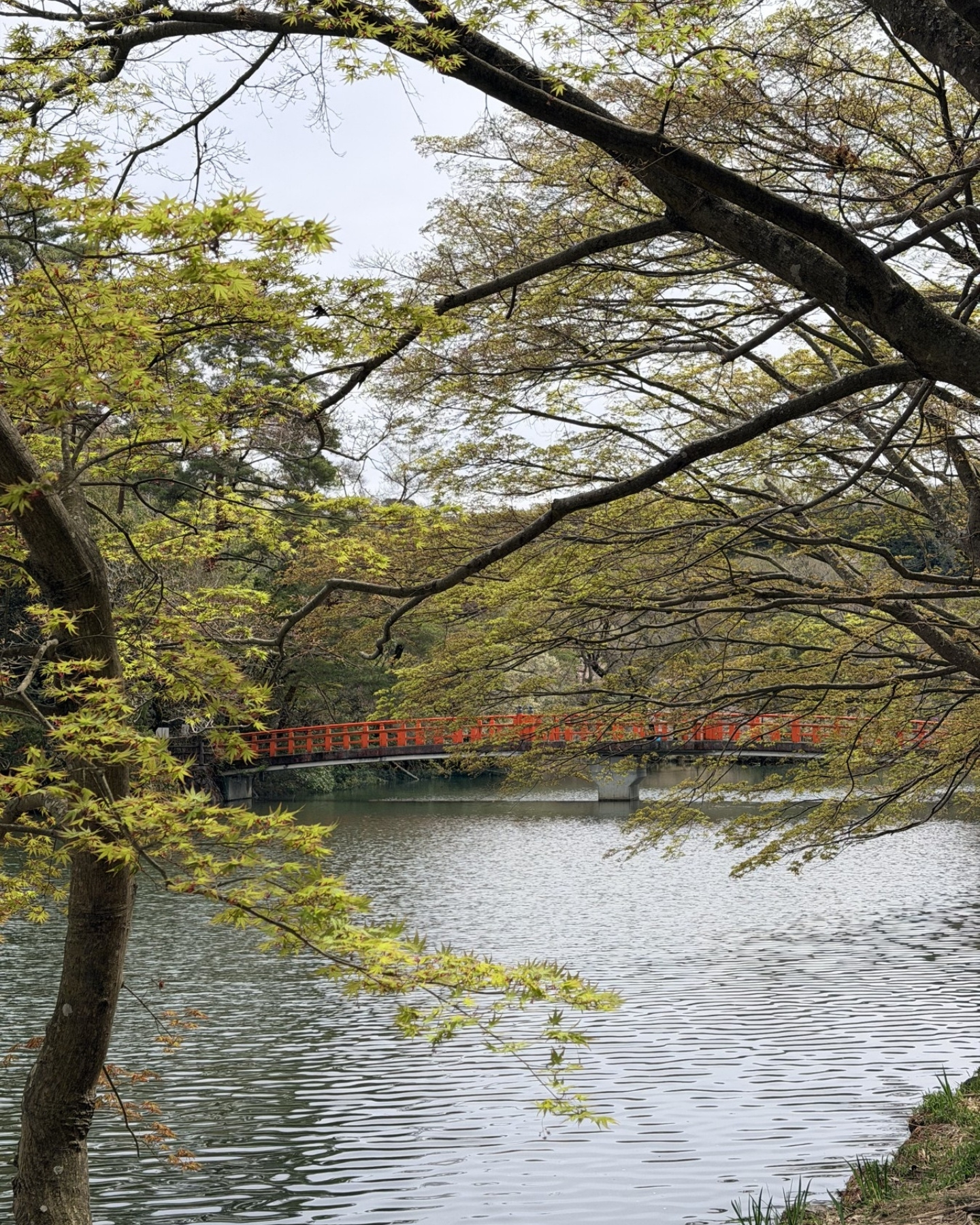 鞍ヶ池公園の釣りができる水辺