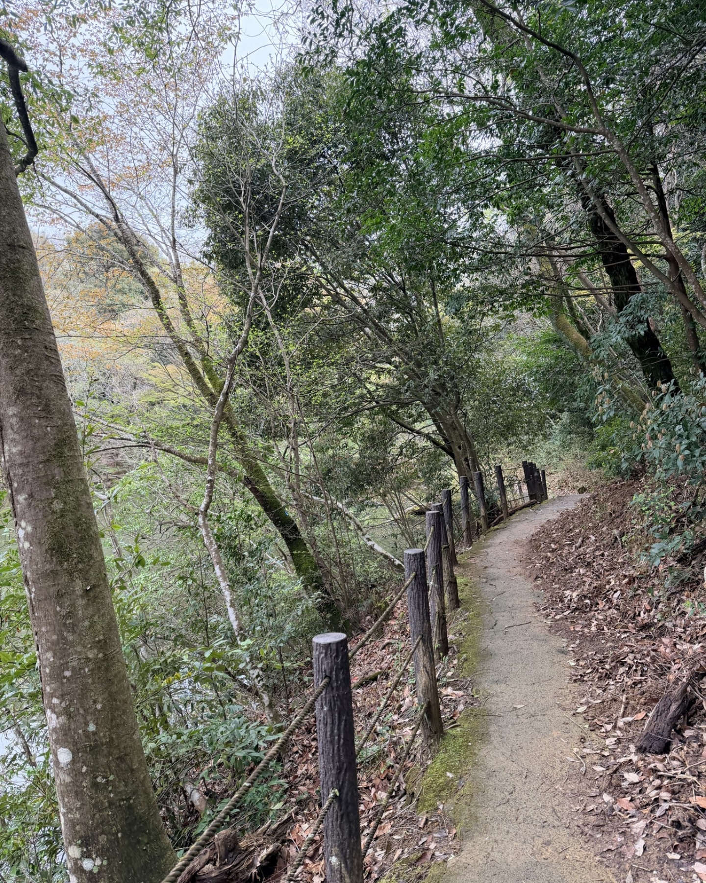 鞍ヶ池公園の遊歩道