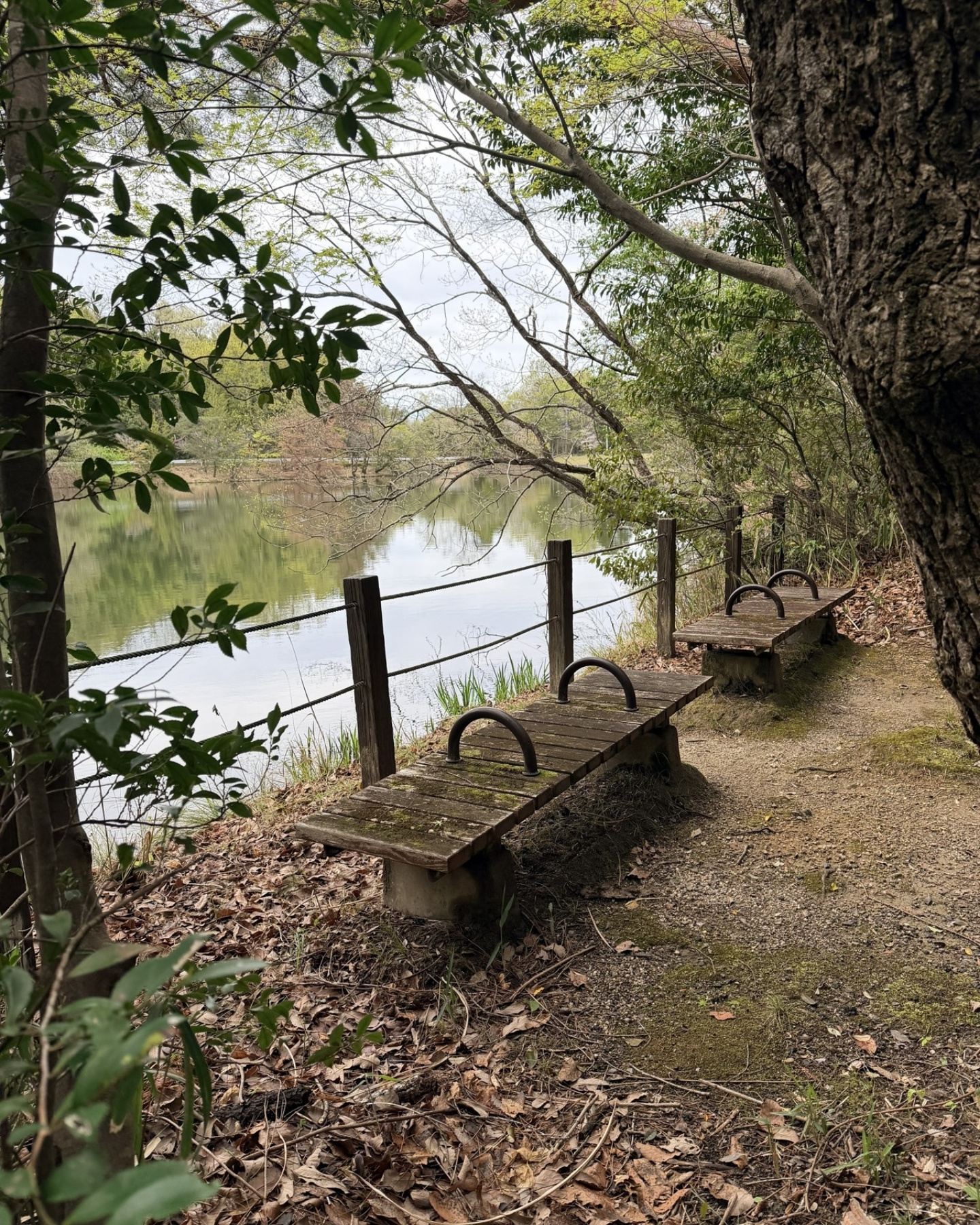 鞍ヶ池公園の自然の中の小道