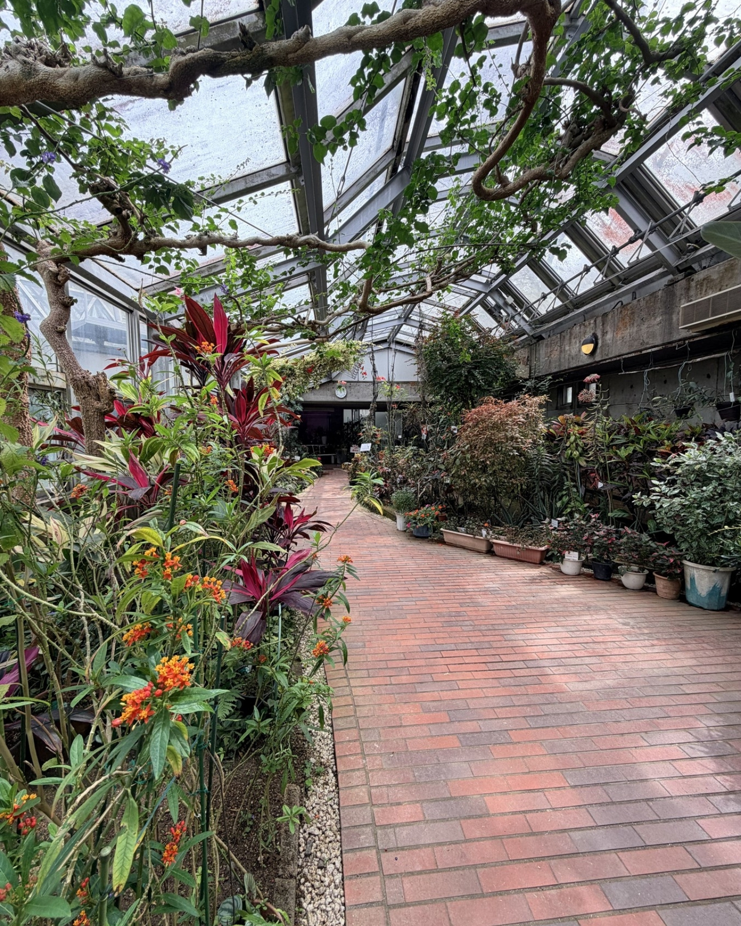 鞍ヶ池公園の植物園の温室