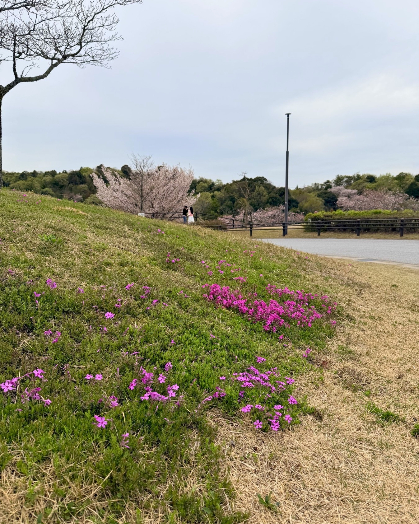 鞍ヶ池公園の若草山の芝生