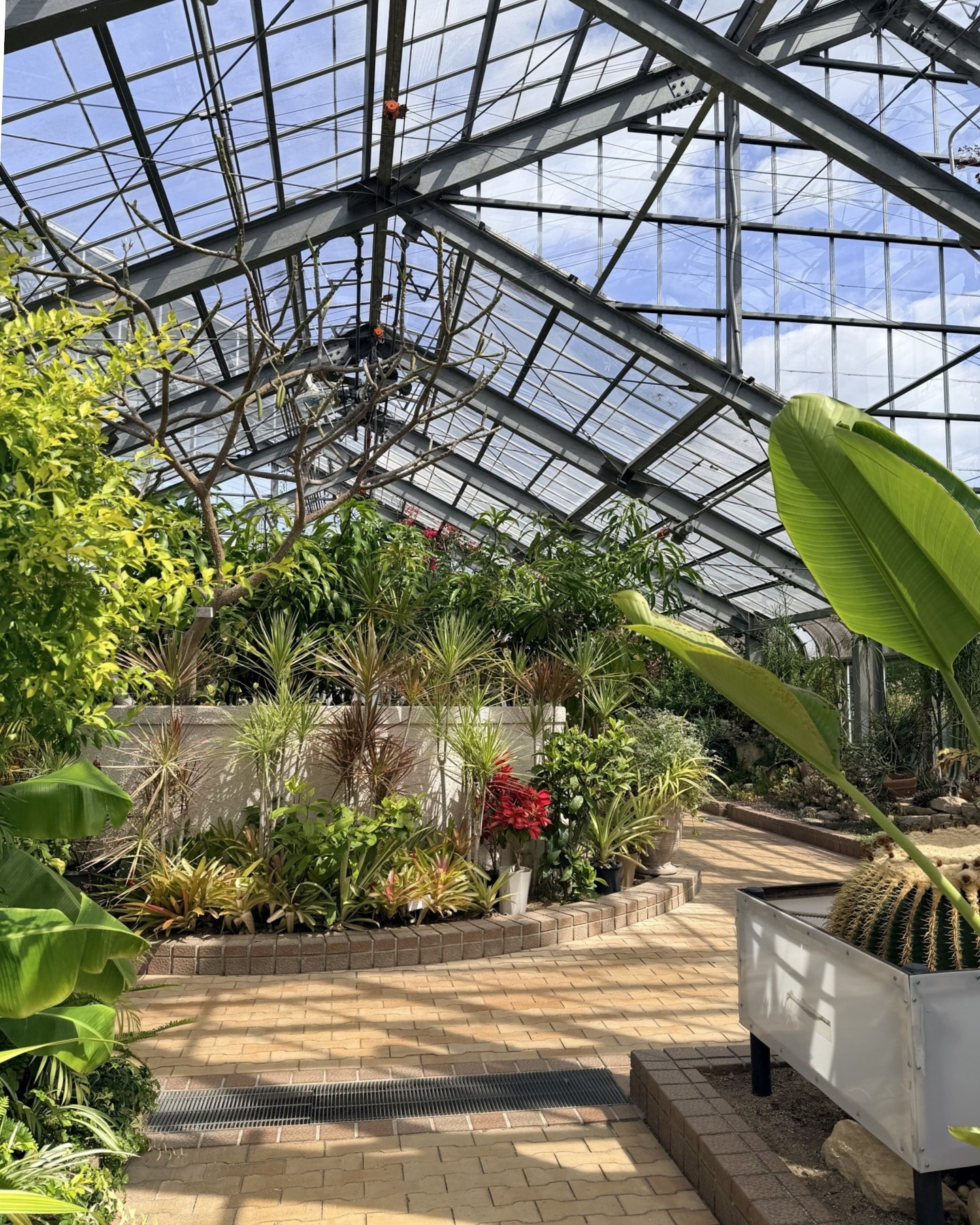 西山公園 鑑賞温室の館内