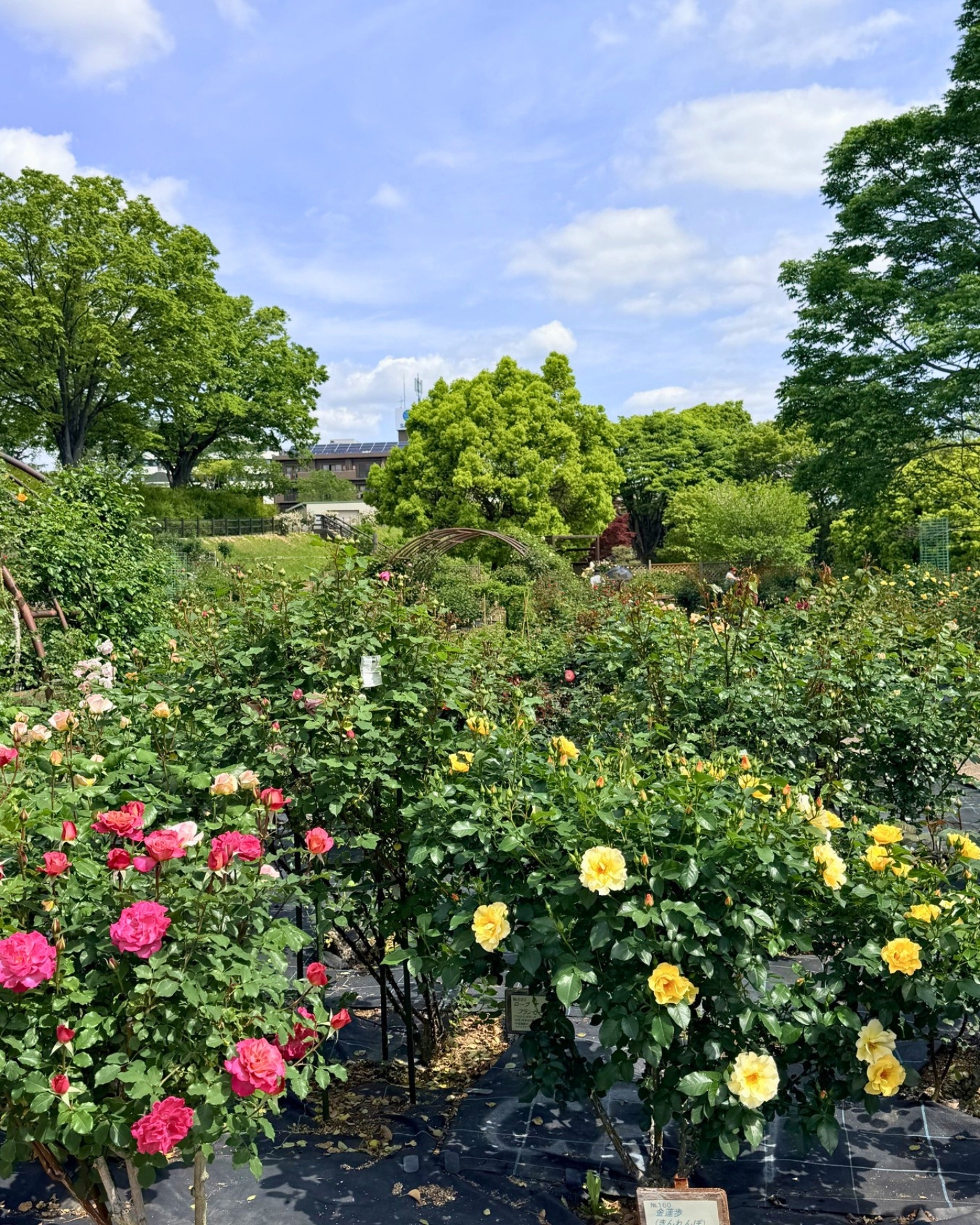 西山公園 色とりどりのバラ