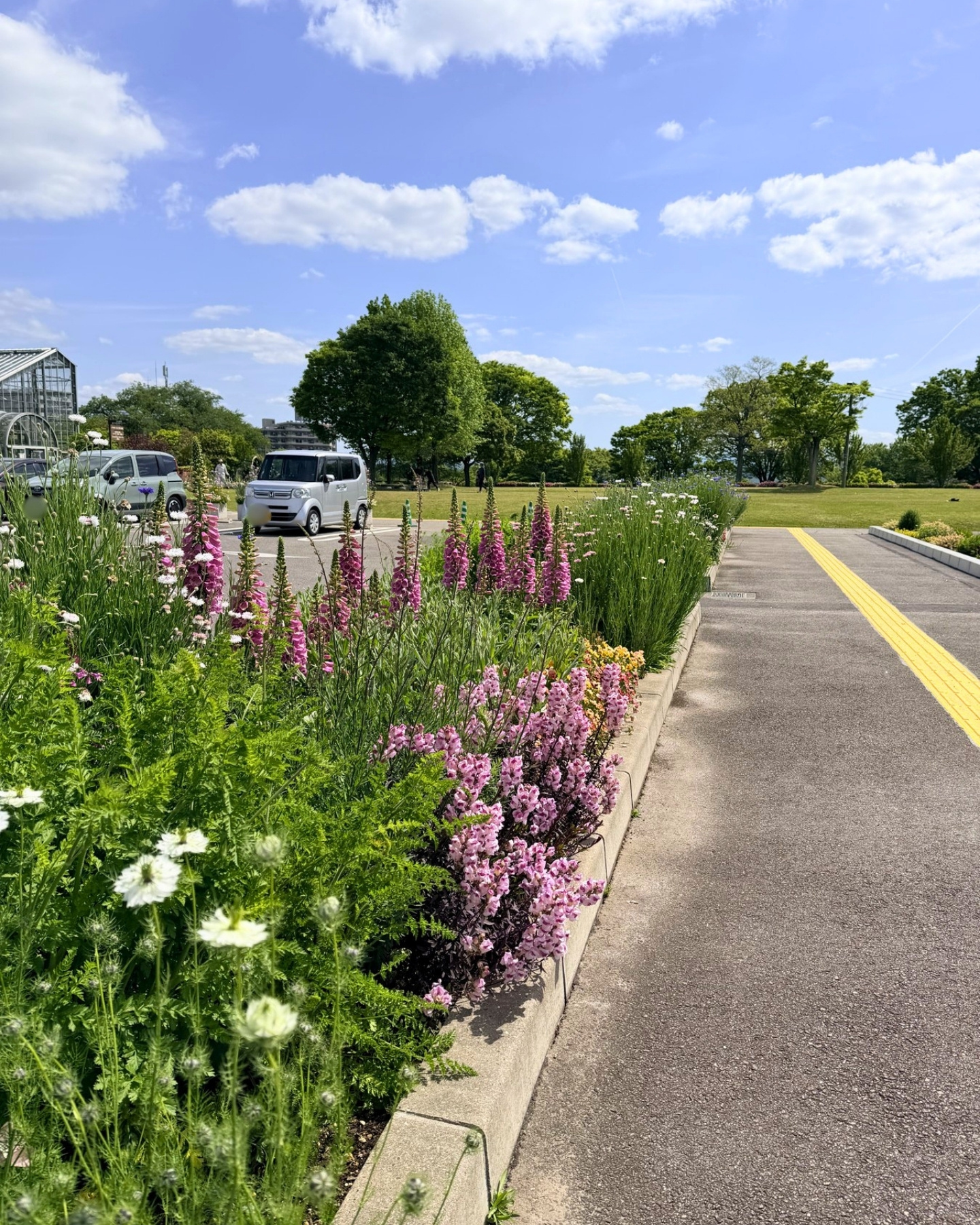 西山公園 駐車場わきのピンクや紫の花壇