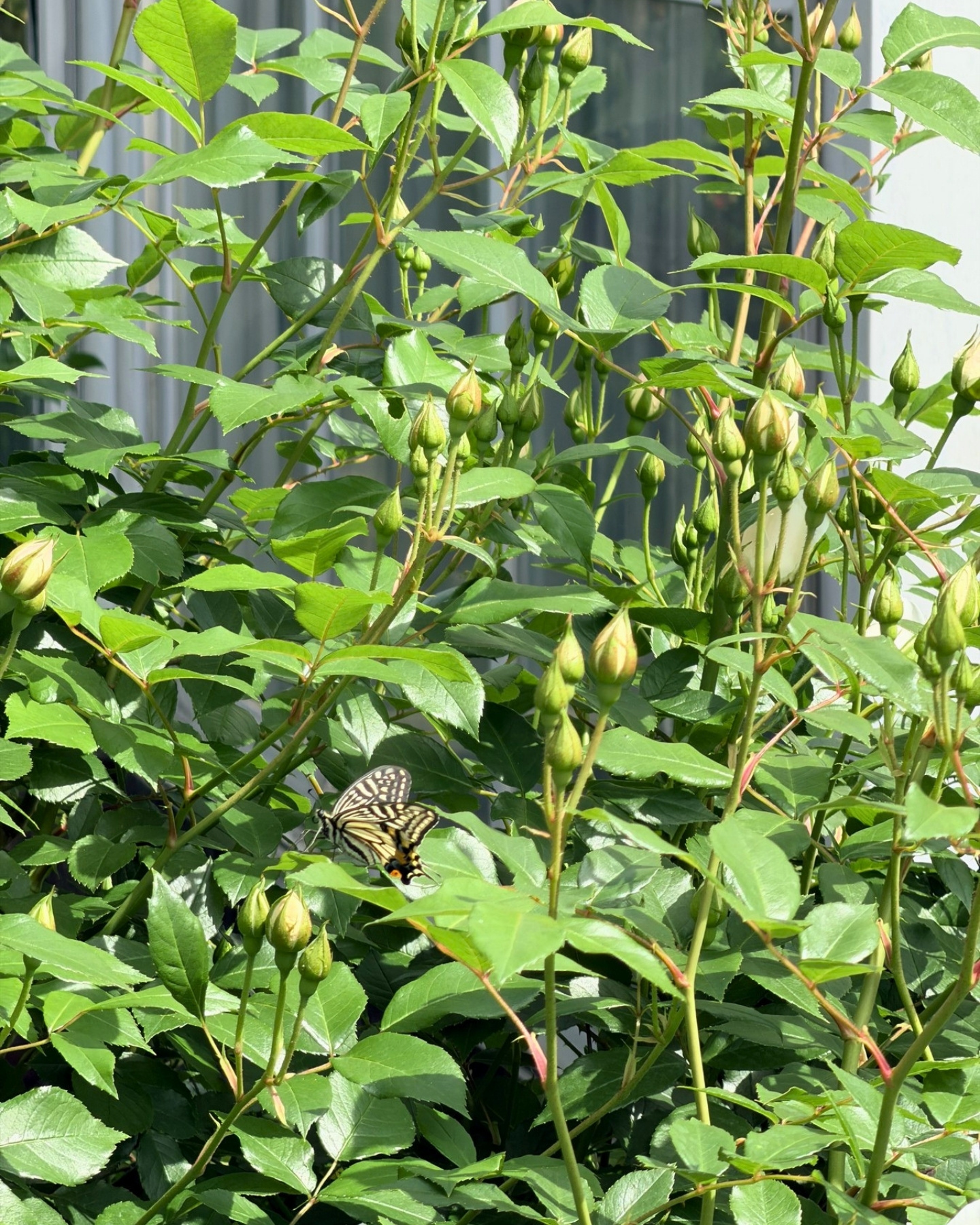 西山公園 バラのつぼみに止まるアゲハ蝶