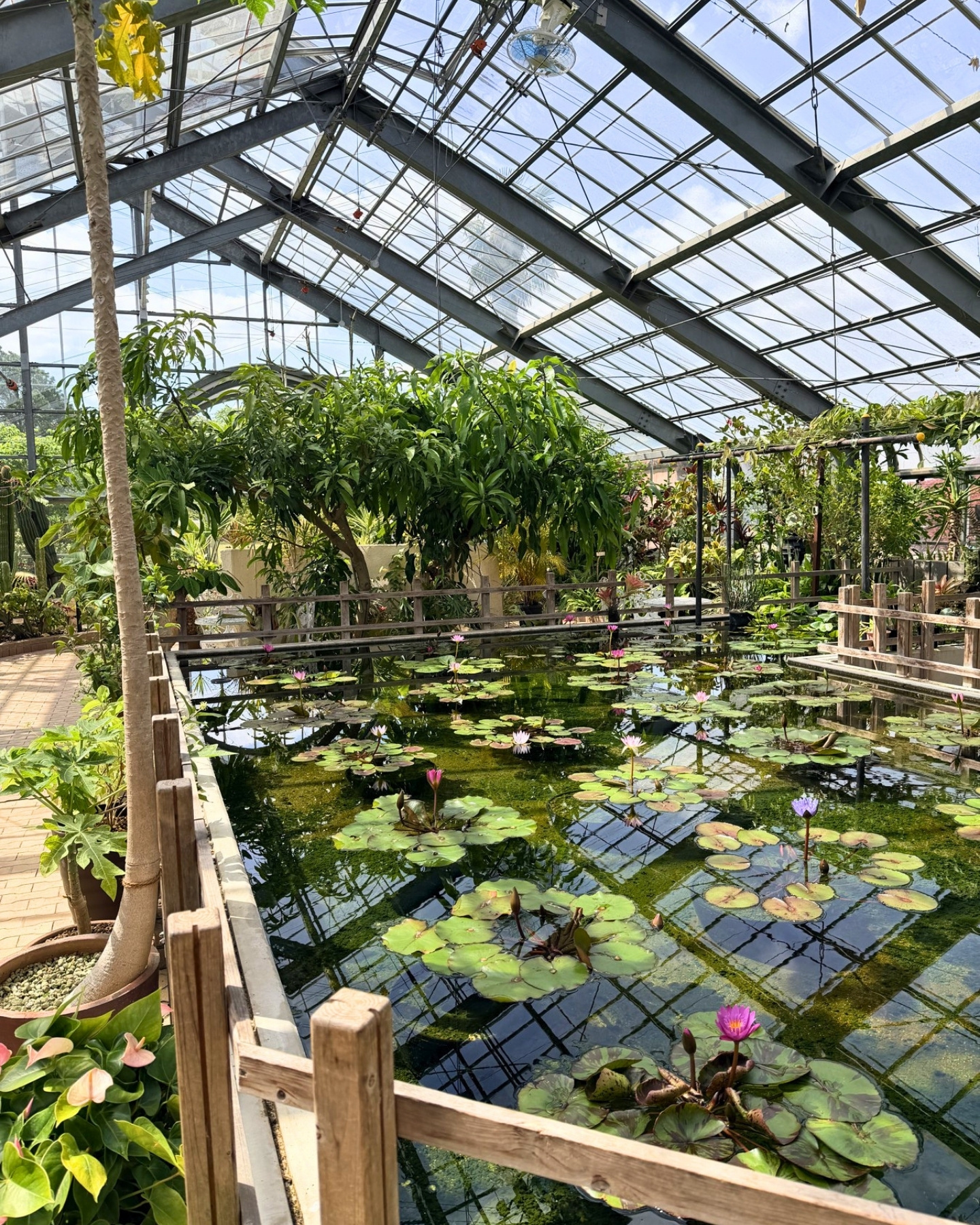 西山公園 温室のハス池