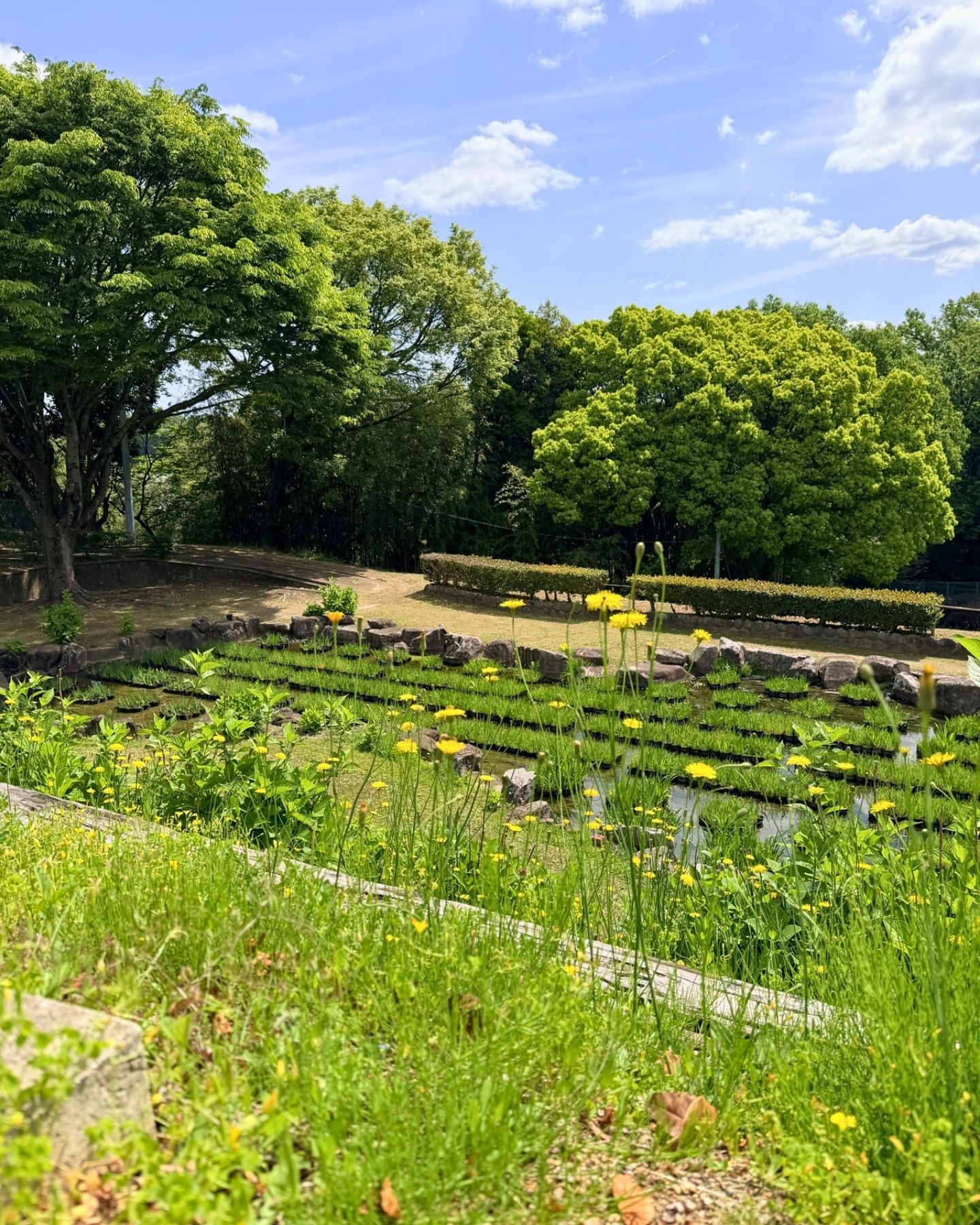 西山公園 沿道に咲く黄色い花
