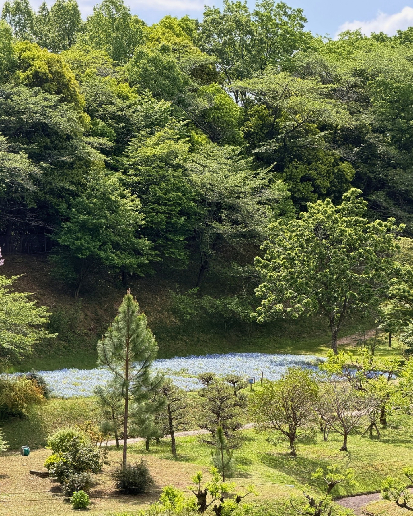 西山公園 遠くに見える青いネモフィラ