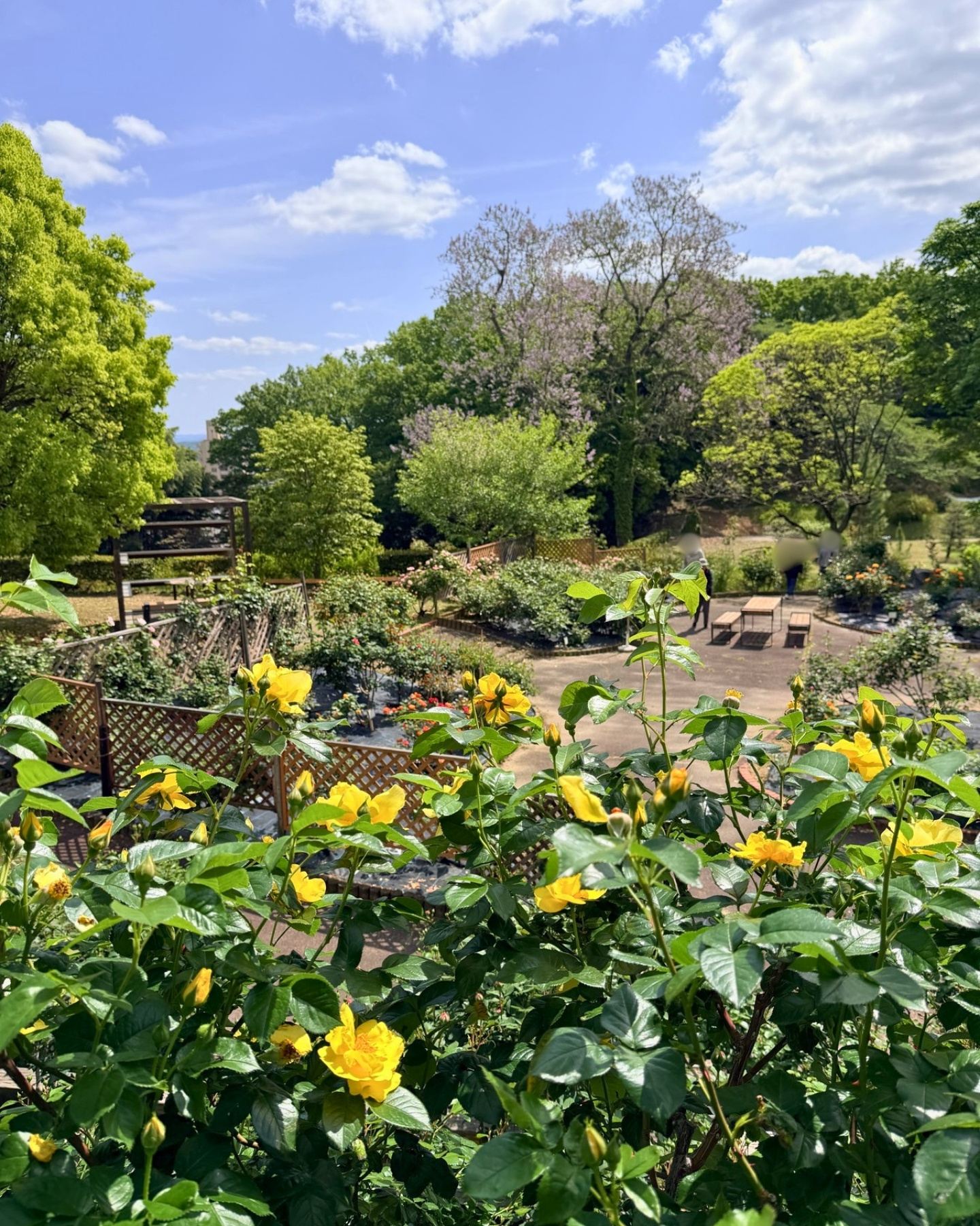 西山公園 黄色いバラとバラ園