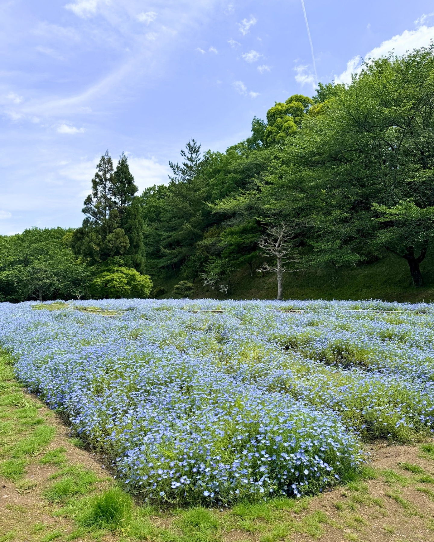 西山公園 一面のネモフィラ畑