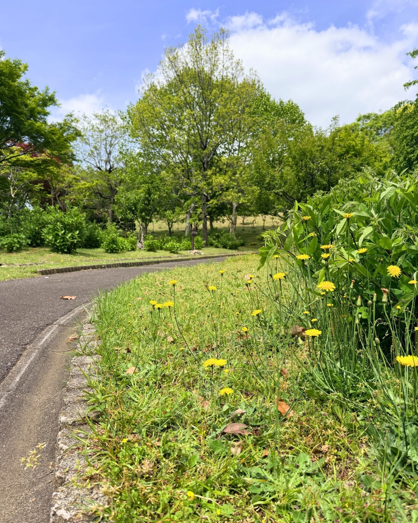 西山公園 園路ぞいに咲くタンポポなどの春の草花