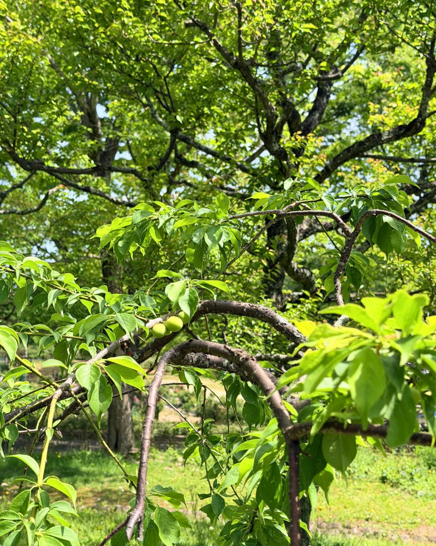 西山公園 枝になった梅の実