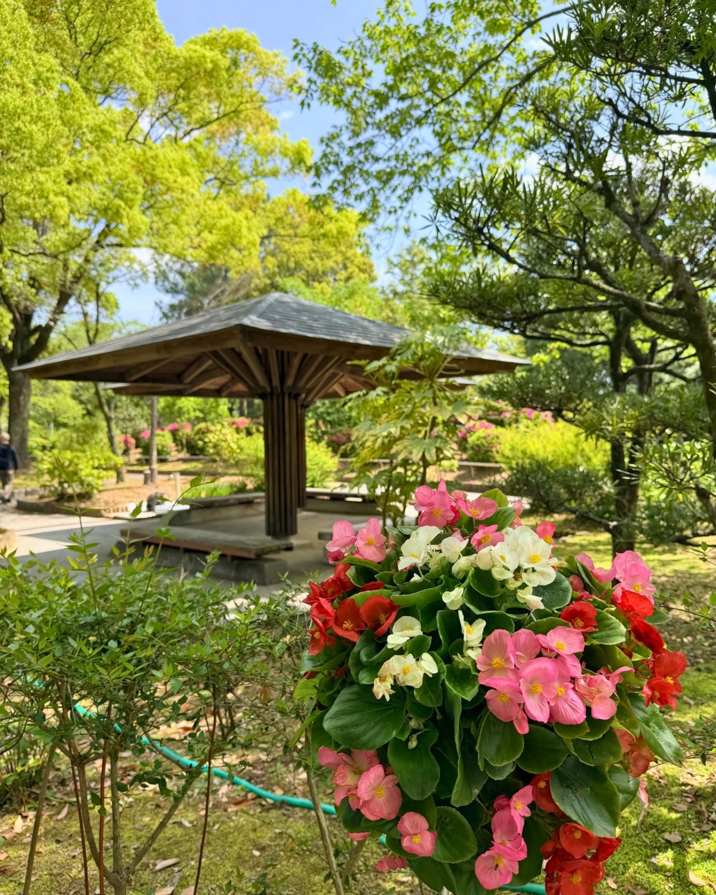 西山公園 庭園の東屋とベゴニアの花