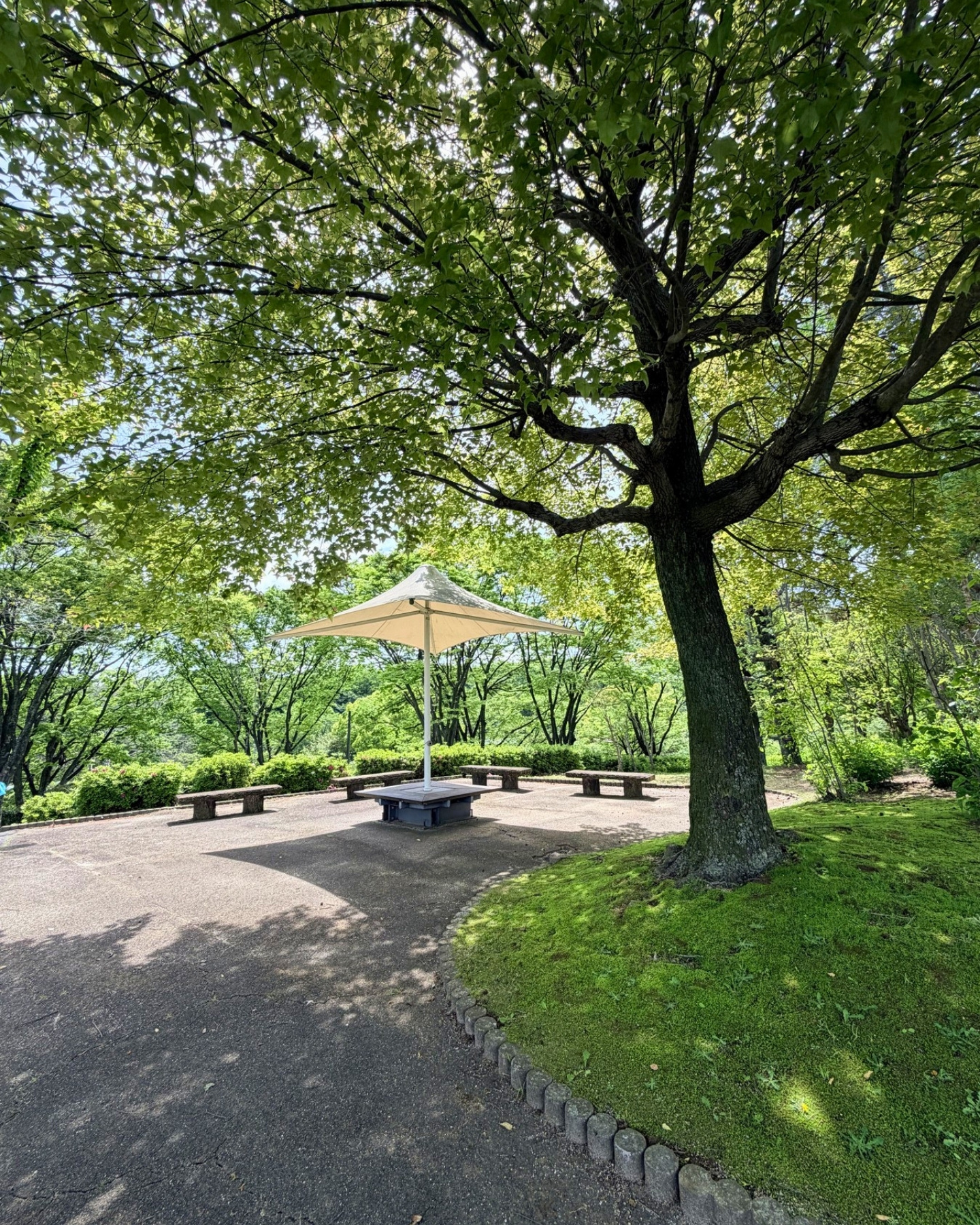 西山公園 木陰のパラソルとベンチの休憩スペース