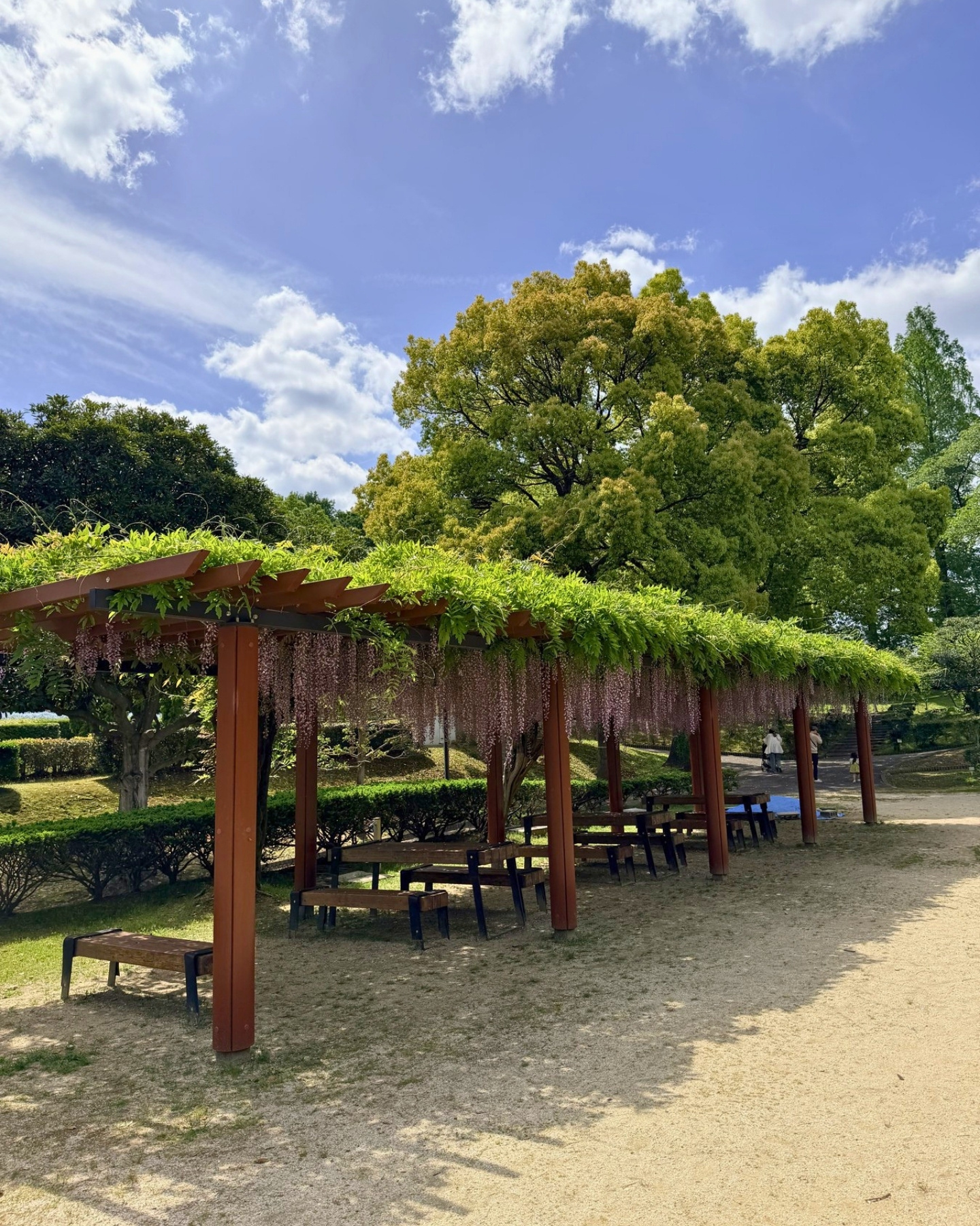 西山公園 藤棚の下の休憩スペース