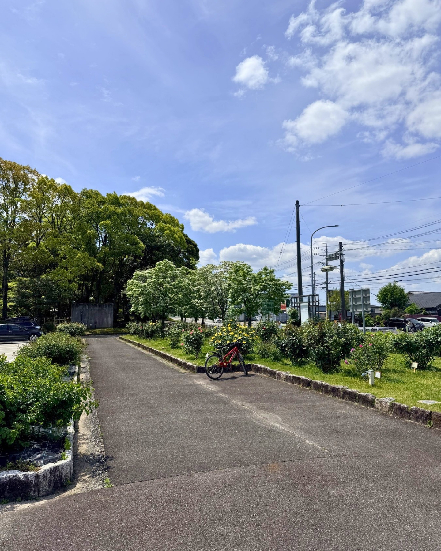 西山公園 駐輪場のそばに咲く花と園路