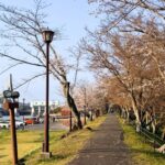 水源公園の土手沿いに続く朝日の桜並木