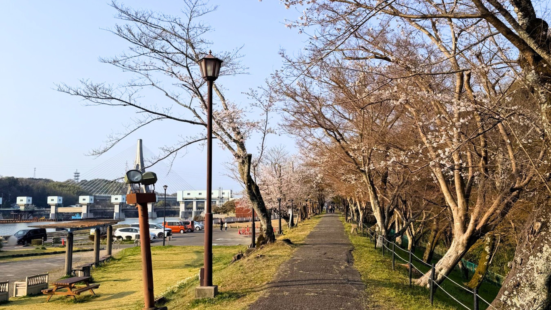 水源公園の土手沿いに続く朝日の桜並木