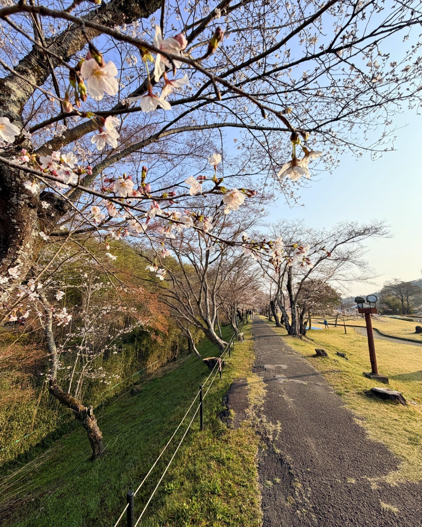 水源公園の桜並木